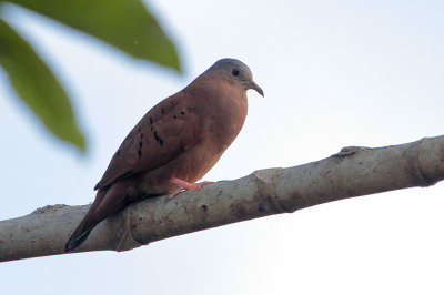 Ruddy Ground-Dove