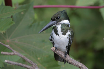 Amazon Kingfisher