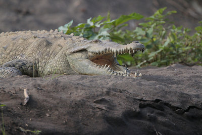 American Crocodile