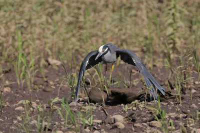 Yellow-crowned Night-Heron