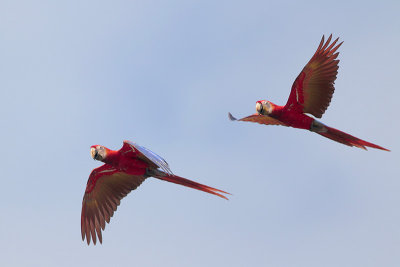 Scarlet Macaw