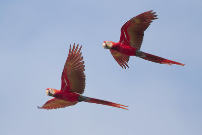 Scarlet Macaw