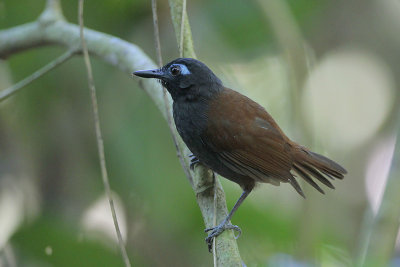 Chestnut-backed Antbird