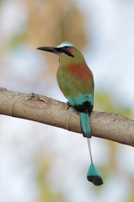 Turquoise-browed Motmot