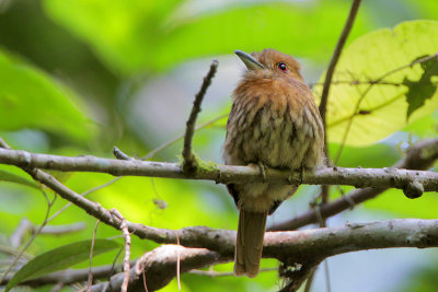 White-whiskered Puffbird