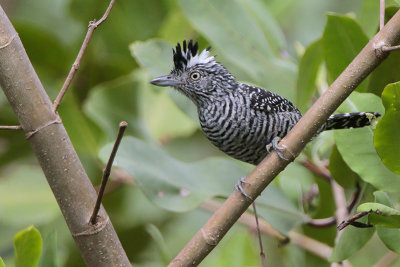 Barred Antshrike