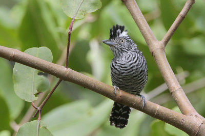 Barred Antshrike