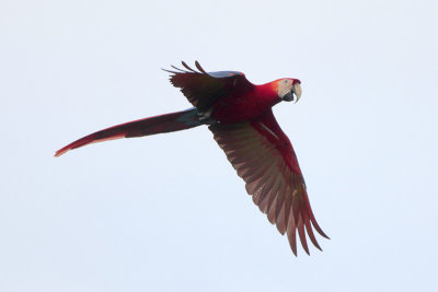 Scarlet Macaw