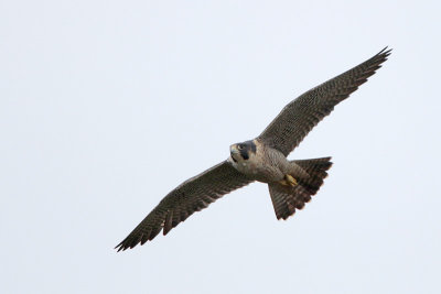 Peregrine Falcon