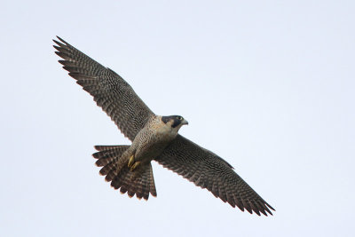 Peregrine Falcon