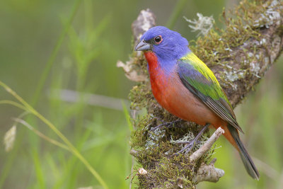 Painted Bunting