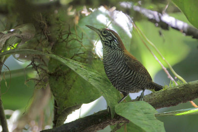 Riverside Wren