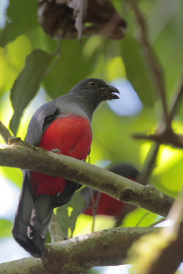 Slaty-tailed Trogon