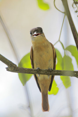 Rose-throated Becard