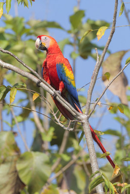 Scarlet Macaw