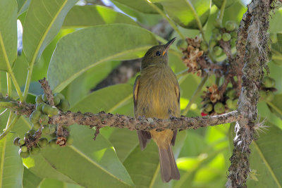 Ochre-bellied Flycatcher