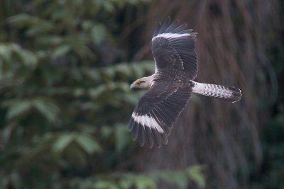 Yellow-headed Caracara