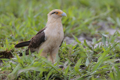 Yellow-headed Caracara