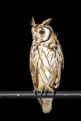 Striped Owl