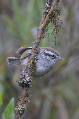 Timberline Wren