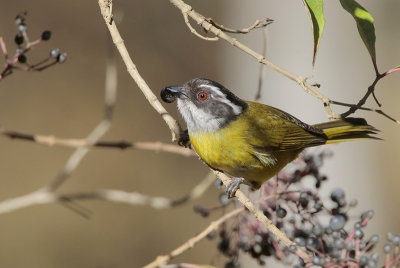 Sooty-capped Bush-Tanager