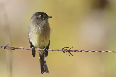 Black-capped Flycatcher