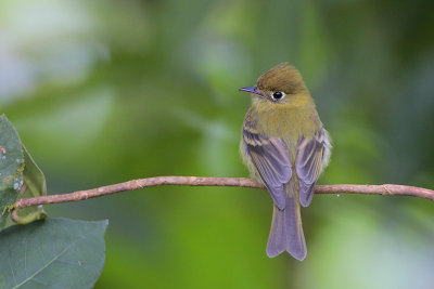 Yellowish Flycatcher