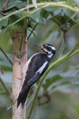 Hairy Woodpecker