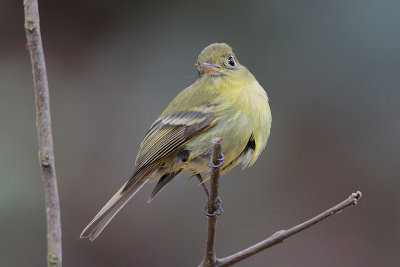 Yellowish Flycatcher