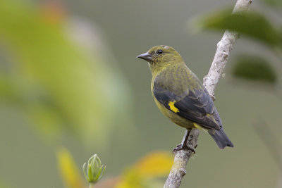 Yellow-bellied Siskin