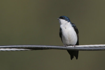 Blue-and-white Swallow