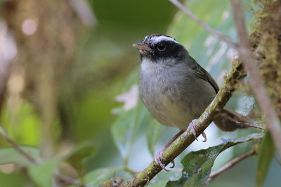 Black-cheeked Warbler