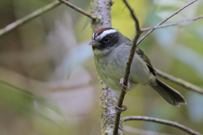 Black-cheeked Warbler