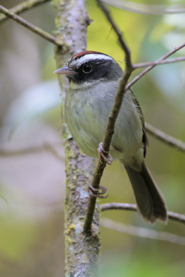 Black-cheeked Warbler