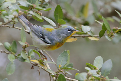 Northern Parula