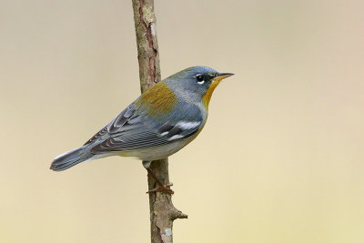 Northern Parula