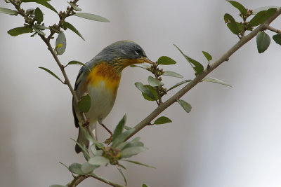 Northern Parula