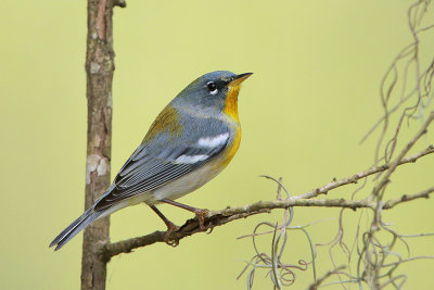 Northern Parula