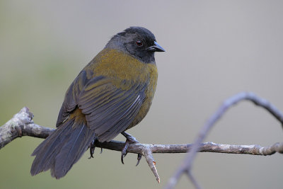 Large-footed Finch