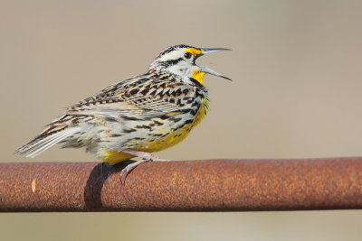 Eastern Meadowlark