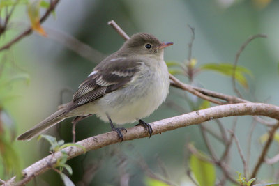 Mountain Elaenia