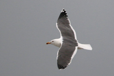 Lesser Black-backed Gull