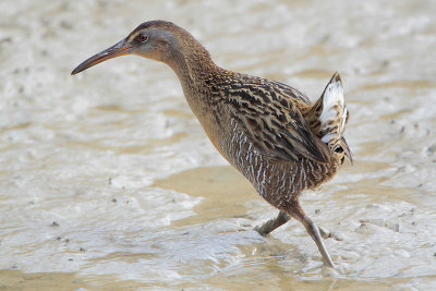 Clapper Rail