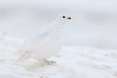 White-tailed Ptarmigan