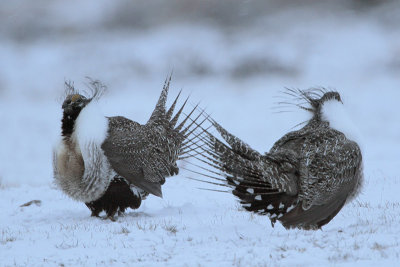 Greater Sage Grouse