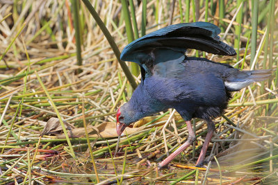 Purple Swamphen