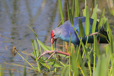 Purple Swamphen