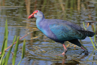 Purple Swamphen