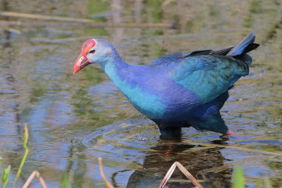 Purple Swamphen