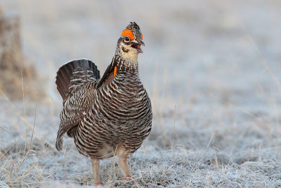 Greater Prairie Chicken